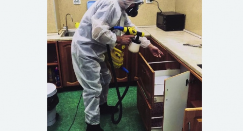 Уничтожение насекомых в квартире. Мещовск