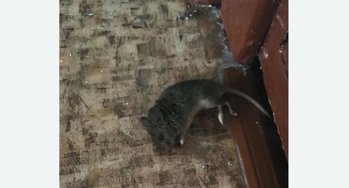 Дезинфекция от мышей в Мещовске