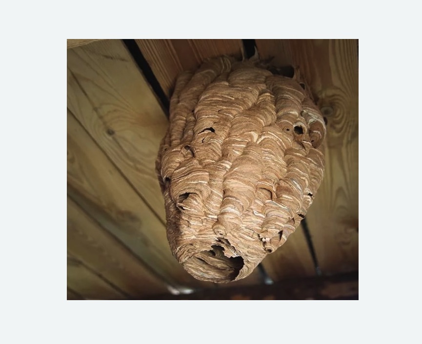 обработка от шершней в Мещовске