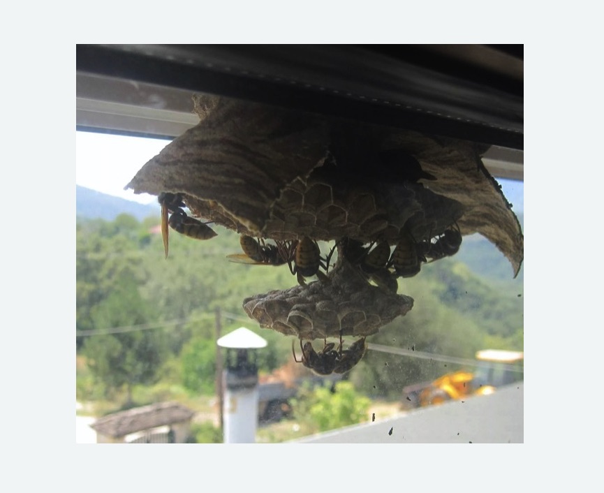 Уничтожение гнёзд шершней в Мещовске