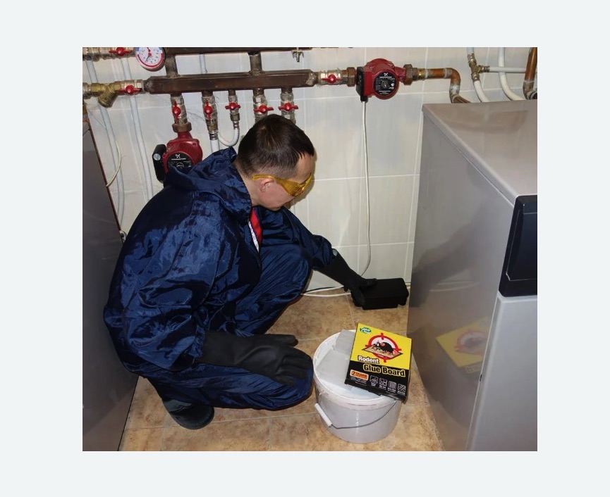 Уничтожение крыс в Мещовске