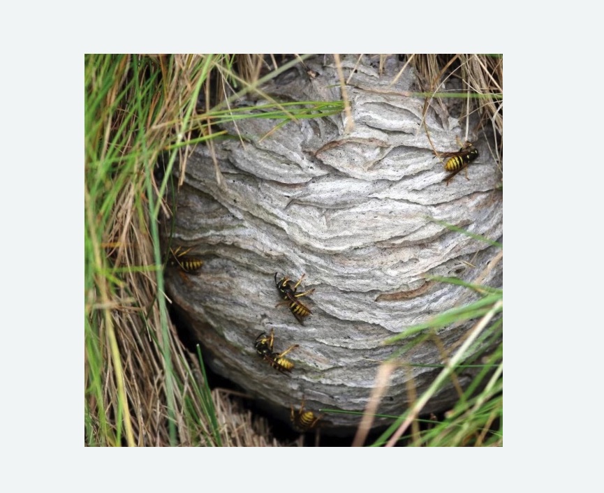 Уничтожение ос и ульев в Мещовске